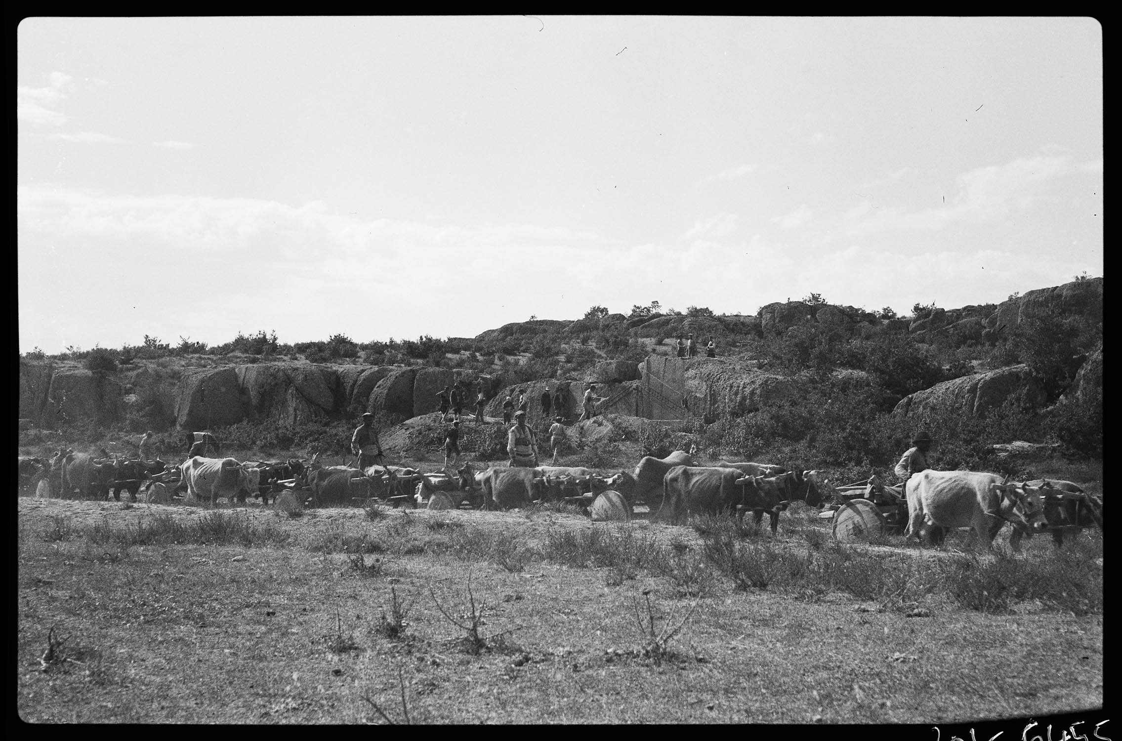 Attelage de bœufs devant le monument